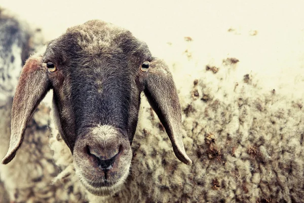 Милі вівці — стокове фото