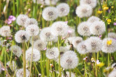 field dandelion