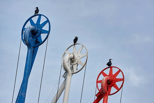 Birds in the harbor — Stock Photo, Image