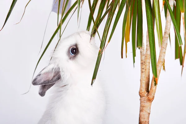 Malý králík — Stock fotografie