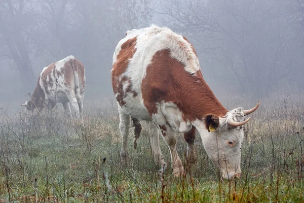 Cows in the grazing — Stock Photo, Image