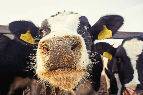 Vaches à la ferme Images De Stock Libres De Droits