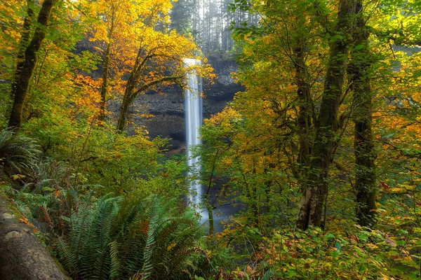 Espiada de folhas e cachoeira — Fotografia de Stock