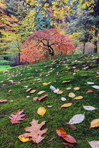 Japonca Akça ağaç yosunlu bir yamaç — Stok fotoğraf