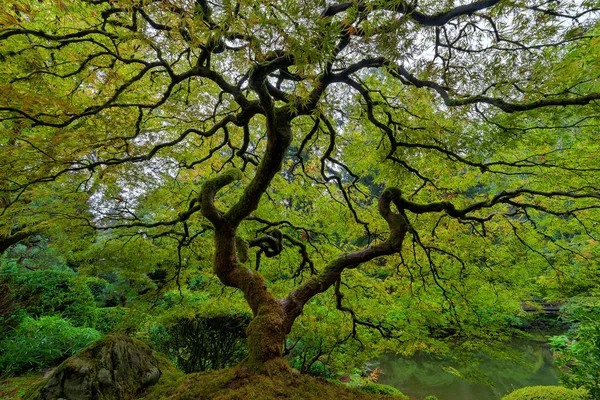 Antiguo árbol de arce japonés — Foto de Stock