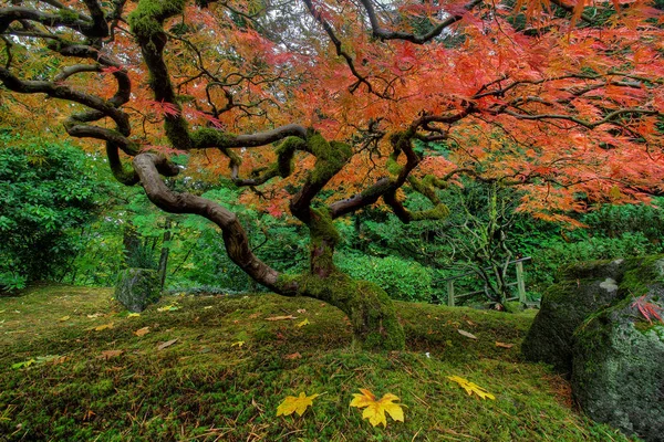 Japanilainen vaahtera puu syksyllä — kuvapankkivalokuva