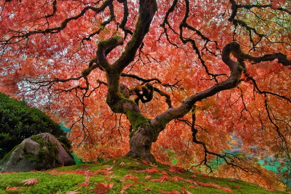 A velha árvore de bordo japonesa no outono — Fotografia de Stock