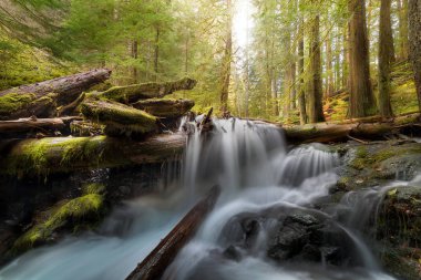 Panther Creek in Gifford Pinchot National Forest clipart