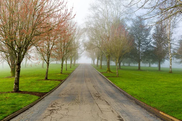 Туманне ранок у парку — стокове фото