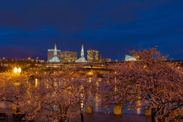 Cerisiers en fleurs au bord de l'eau de Portland pendant l'heure bleue — Photo