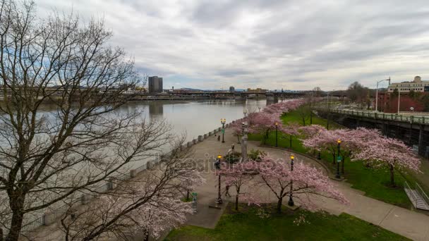 Timelapse película de tráfico automático y a pie con el movimiento de nubes en el centro de Portland Oregon con árboles de flor de cerezo floreciendo a lo largo de la explanada frente al mar en la temporada de primavera 4k ultra alta definición uhd — Vídeo de stock