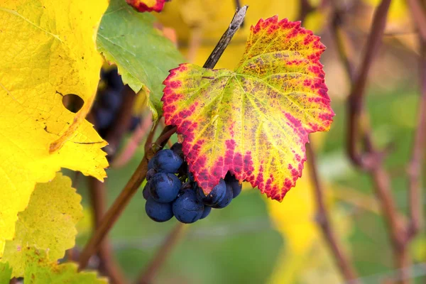 Rode wijn druiven op wijnstokken close-up — Stockfoto