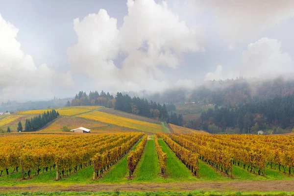 Dundee Oregon Vineyard During Fall Season — Stock Photo, Image