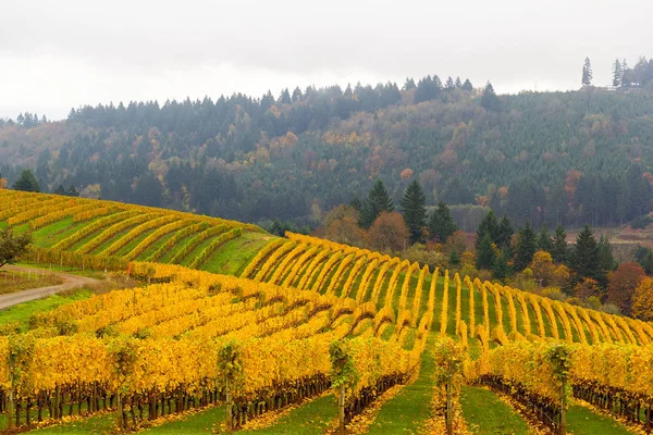 Dundee Oregon üzüm bağı, sonbahar renkleri — Stok fotoğraf