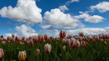 Zaman atlamalı beyaz bulutlar ve mavi gökyüzü Woodburn Oregon bahar sezonu 4 k tahta ayakkabı Lale Festivali sırasında renkli Lale alan üzerinde taşıma