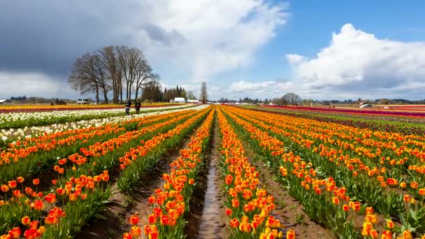 Time lapse of clouds over colorful tulips in Woodburn Or during Spring Season 4k — Stock Video
