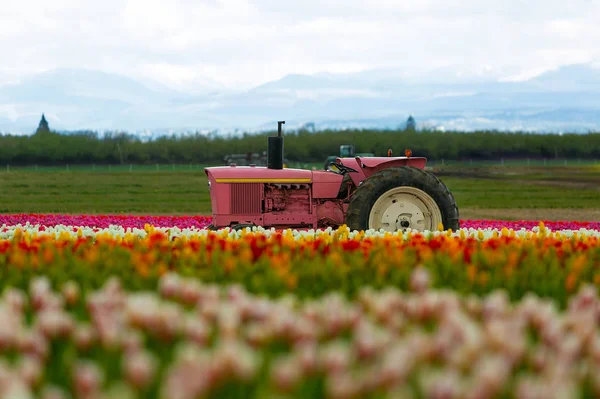 Růžová traktor — Stock fotografie