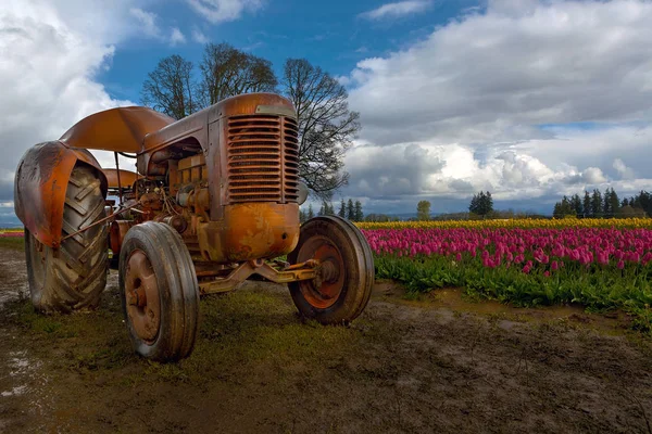 Orange Tractor at Tulip Field — Stock Photo, Image