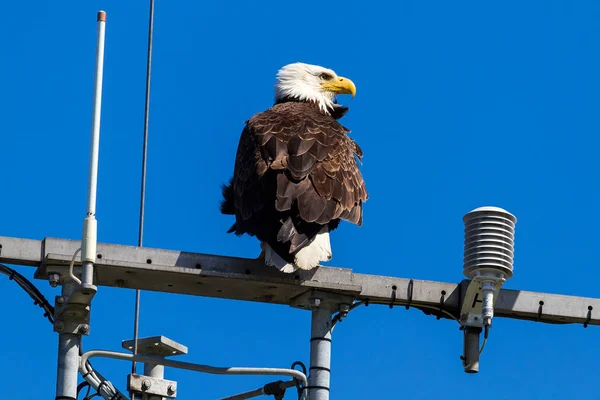 American Bald Eagle on Communication Tower — Stock Photo, Image