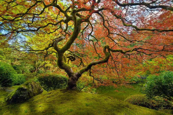 Japansk lönn trädet på våren — Stockfoto