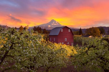 Günbatımı kar üzerinde Mt Hood ve Red Barn Hood River Oregon bahar zaman kaplı