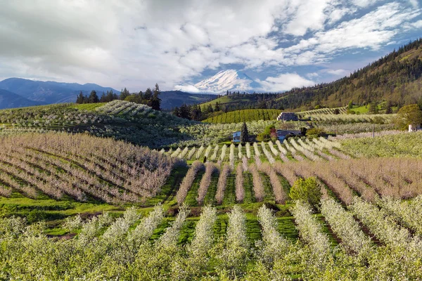 Hood River Pear Orchards en un día nublado con el monte cubierto de nieve. Adams en Oregon Primavera — Foto de Stock