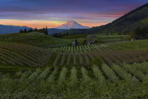 Oregon'da günbatımında Mt. Adams Hood River armut bahçelerinde kar ile kaplı — Stok fotoğraf