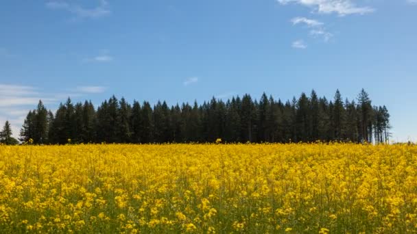 Ultra HD 4 k tijd vervallen film van witte wolken en blauwe hemel over bloeiende gele mosterd veld op een winderige dag in Portland Oregon 4096 x 2304 — Stockvideo