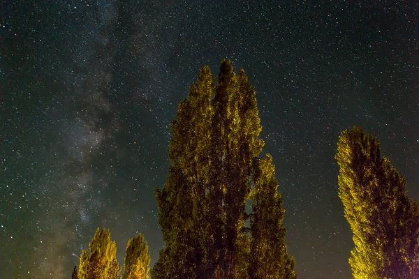 Arbres sous la Voie lactée par une nuit étoilée — Photo