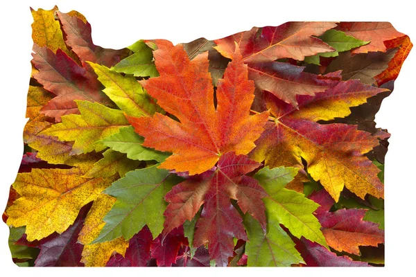 Oregon Maple lascia colori misti autunno sfondo USA — Foto Stock