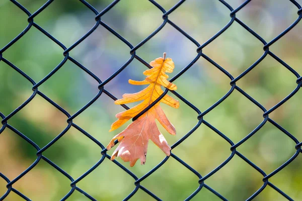 Feuille d'automne prise sur une clôture — Photo