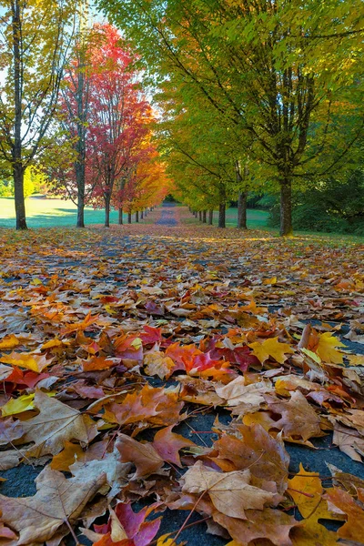 Tree Lined Street durante la temporada de otoño — Foto de Stock