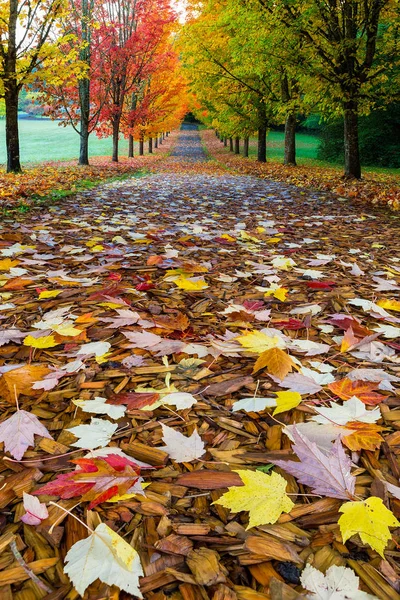 Sendero de senderismo en el Parque durante la temporada de otoño —  Fotos de Stock