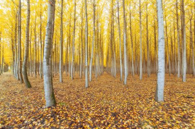 Kavak ağacı çiftliği Boardman Oregon sonbahar ABD Amerika