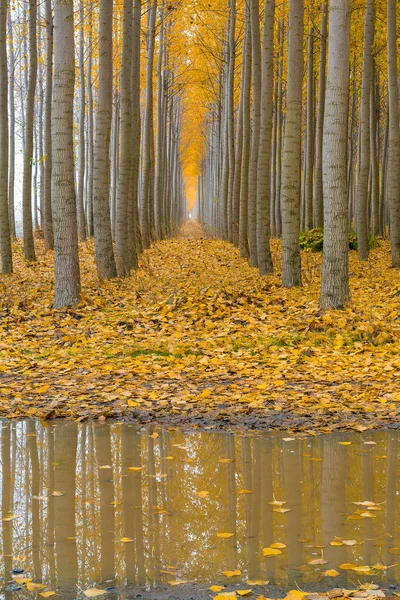 Reflexão na Fazenda Poplar Tree em Boardman Oregon EUA América — Fotografia de Stock