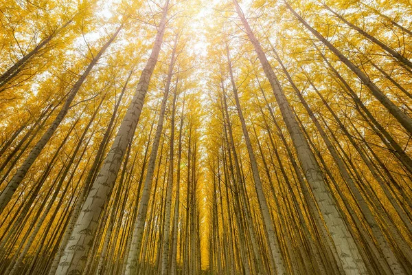 Boardman Oregon ağacı çiftliği ABD Amerika'nın çok yüksek kavak ağaçları — Stok fotoğraf