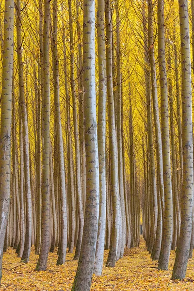 Πυκνό δάσος της λεύκας δέντρα στο Boardman Όρεγκον κατά τη διάρκεια της πτώσης Ηνωμένες Πολιτείες Αμερικής Royalty Free Φωτογραφίες Αρχείου