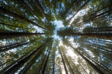 Çok yüksek çam ağaçları Oregon orman State Park Oregon ABD 