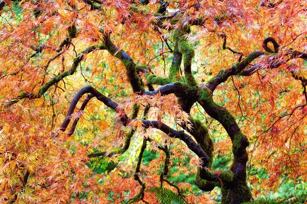 Árbol de arce de hoja de encaje japonés en otoño Oregon, EE.UU. — Foto de Stock