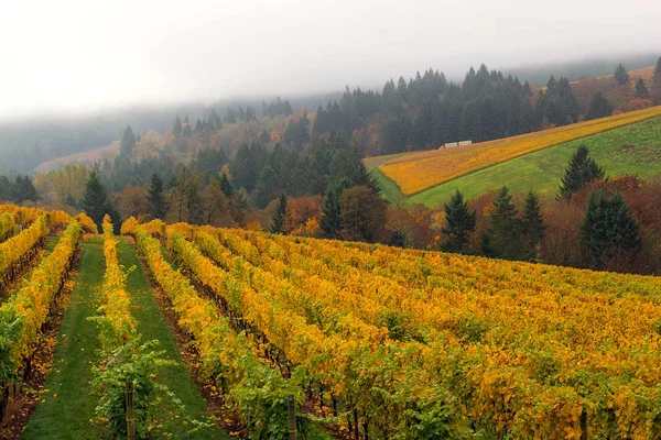 Oregon Vineyard in Fall Season USA America — Stock Photo, Image