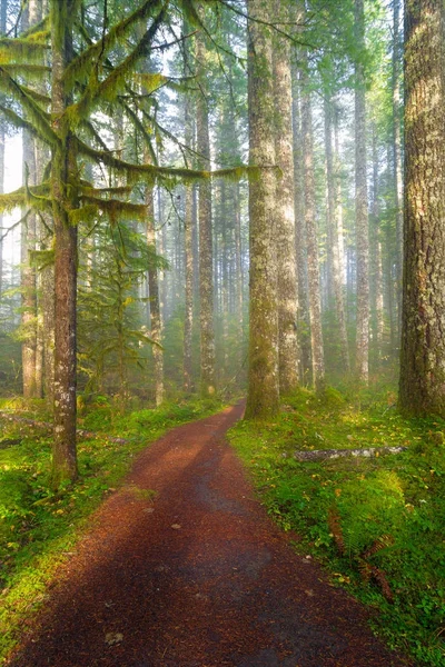 Sendero en Washington State Park Estados Unidos — Foto de Stock