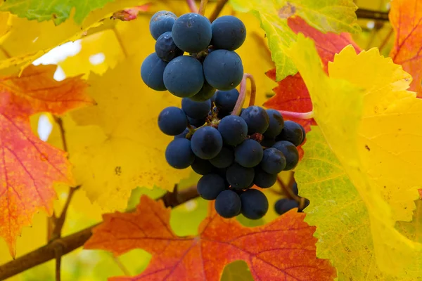 Uvas de vino tinto en la vid en la temporada de otoño Oregon EE.UU. — Foto de Stock