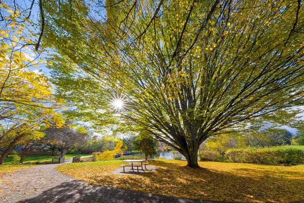 Commonwealth Lake Park Beaverton Oregon ABD büyük yaşlı ağaç — Stok fotoğraf