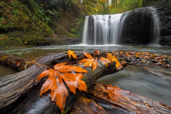 Maple Leaves on Tree Log at Hidden Falls in Clackamas OR fall season USA — Stock Photo, Image