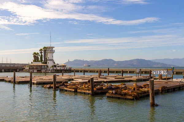 Seelöwen am Pier 39 in San Francisco — Stockfoto