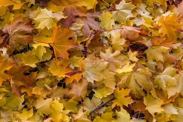 Maple δέντρο χρυσό κίτρινο φθινόπωρο αφήνει φόντο Φθινόπωρο σεζόν — Φωτογραφία Αρχείου