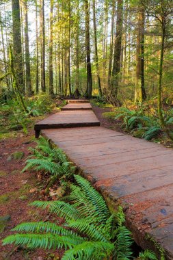 Hiking Trail ahşap geçit Lynn Kanyonu Park Vancouver Bc Kanada