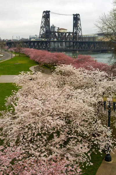 Вдоль центральной набережной Портленда растут вишневые деревья — стоковое фото