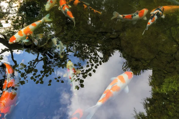 Koi Pond Reflection di latar belakang taman — Stok Foto