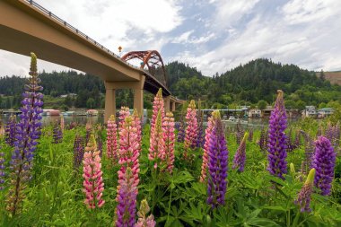 Yaz aylarında çiçek açan Portland Oregon'da renkli acı bakla çiçekler 